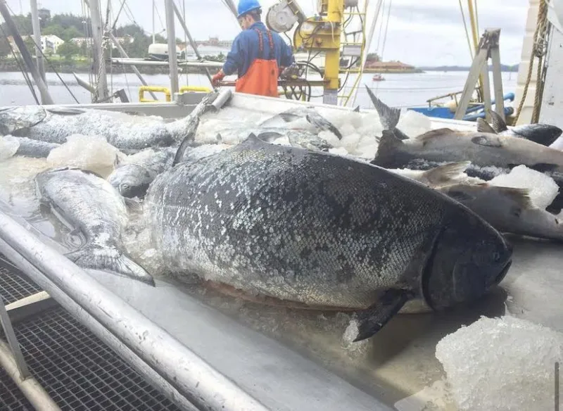 Commercial troll fishery to close briefly on Sunday