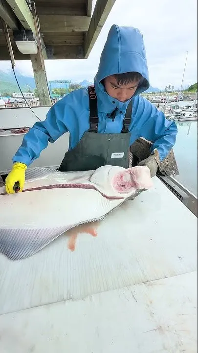 Filleting MONSTER halibut? Perfect Eating Size!  #alaska  (Video)