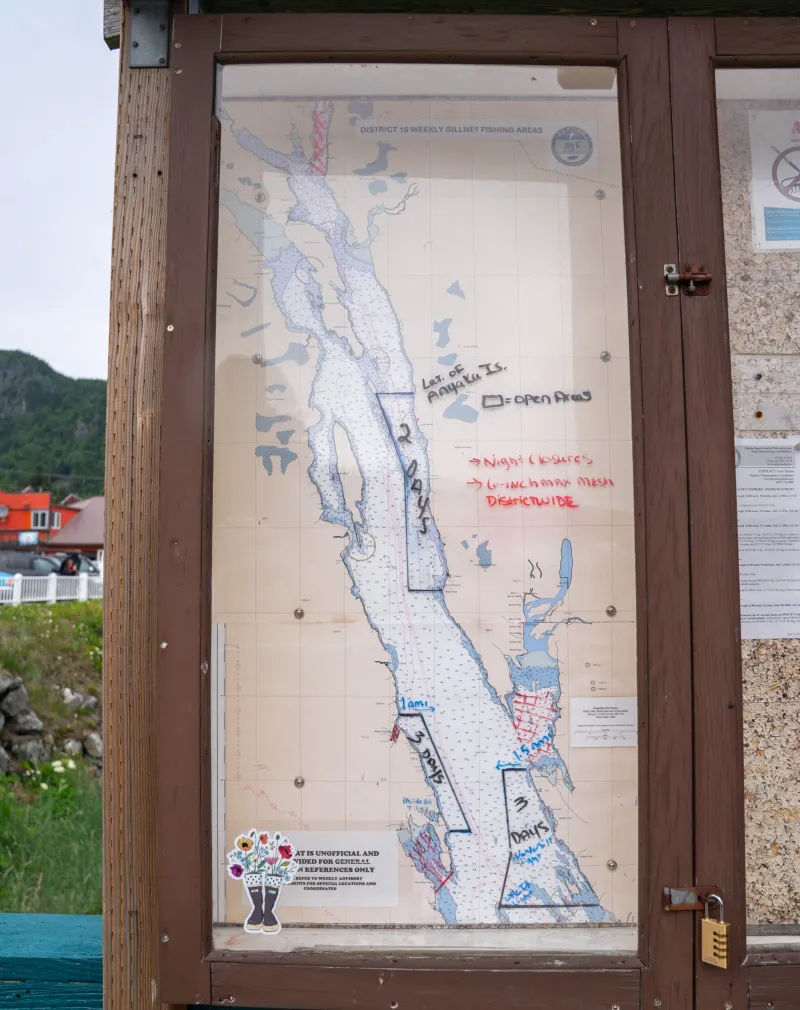 Pink salmon start to show up after 'very weak' early run