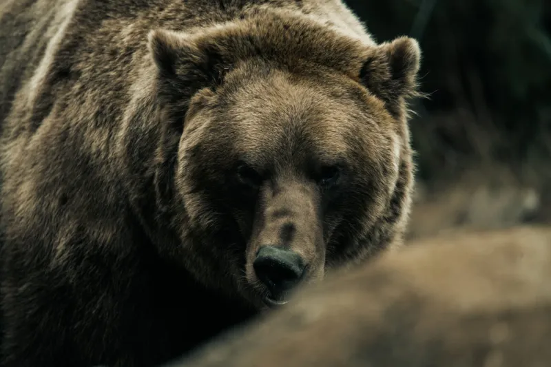 Woman Injured in Bear Attack Near Prospect Heights Trailhead in Anchorage