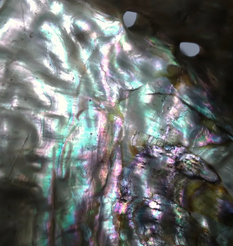 Event to explore abalone shell 'micro-universe'