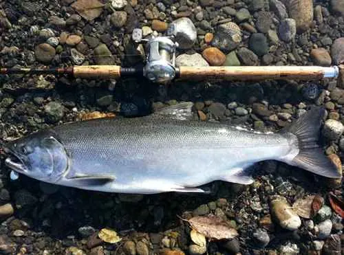 Little Susitna & Susitna River Drainages No Retention of Coho Salmon