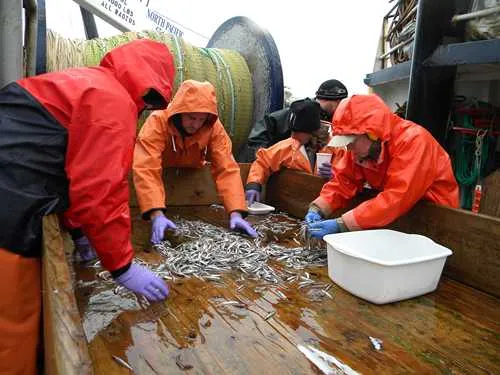 NOAA Scientists Discover Repeat Spawning in Pacific Capelin