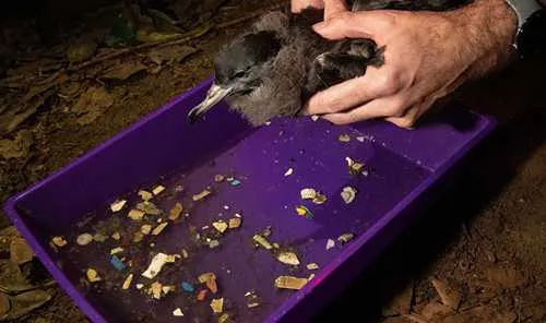 Pioneering new study reveals the deadly impacts of plastic pollution on wildlife populations for the first time