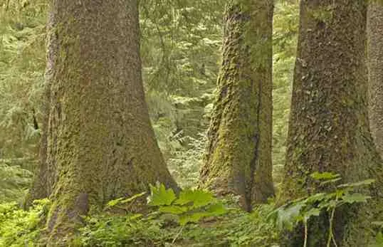 New proposal to rescind 'Roadless Rule' would open national forests in Alaska, across US, to logging