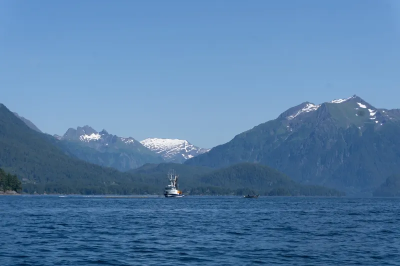 Seiners break Sitka's single-day pink salmon harvest record twice in one month