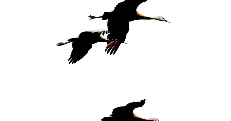 Flock to Creamer's Field for the Sandhill Crane Festival