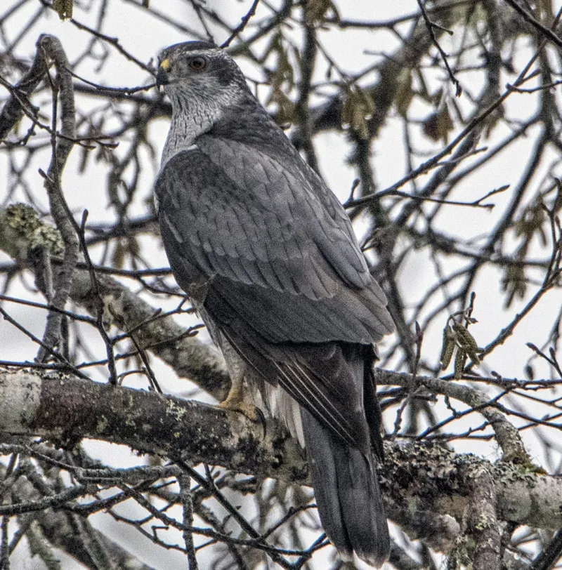 Forest Service surveys goshawks