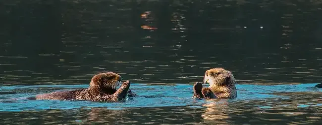 Oyster Farms Don't Alter Sea Otter Fodder
