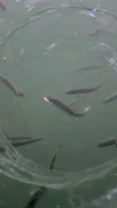 Ice Fishing at Chena Lake in Fairbanks #explorefairbanks #fishing #alaska  Daniel Lampkins (Video)
