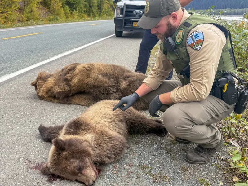 Two bears killed, third injured in highway collision