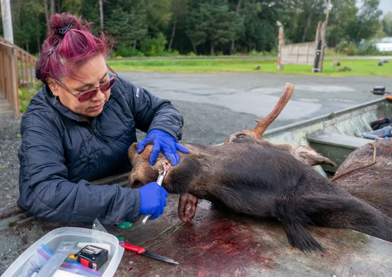 Moose season off to a slow start