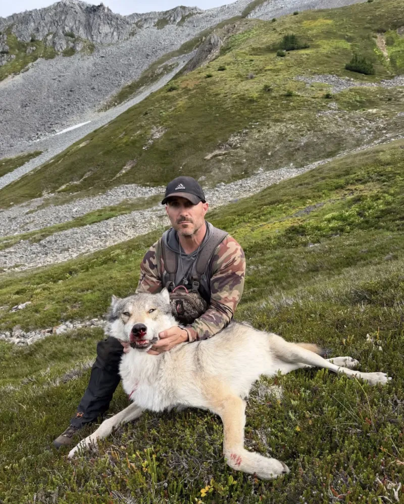 Wolf pack's bold approach baffles biologists, hunters