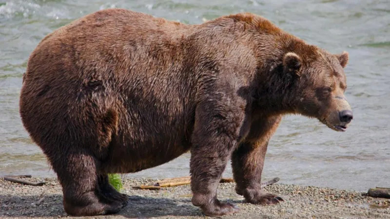 Alaska Celebrates its Fattest Bears During Fat Bear Week