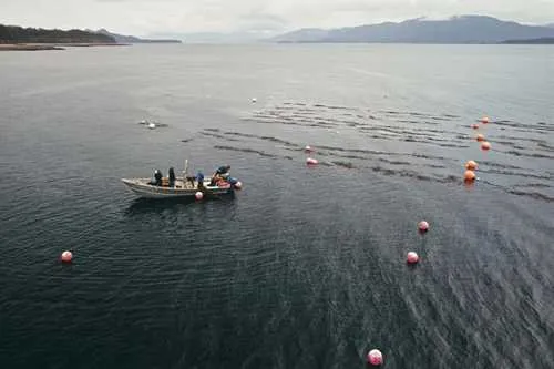 Kelp Farms and Marine Life Co-Exist in Southeast Alaska