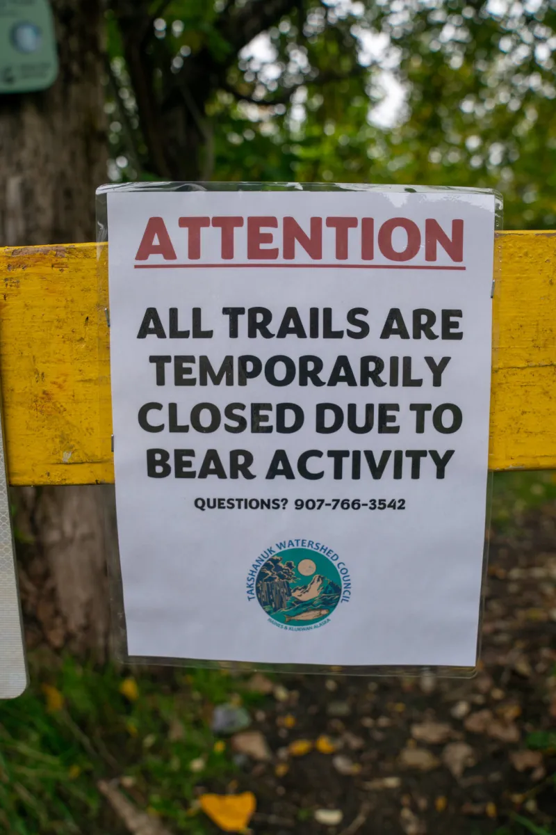 Second bear attack in the Chilkat Valley