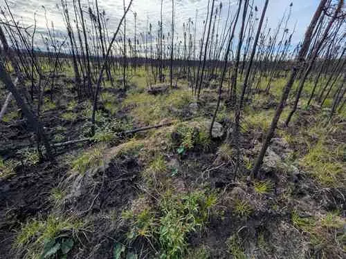 Research finds past burns can limit Alaska wildfire spread