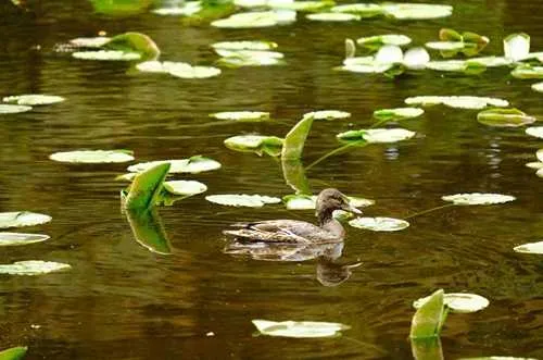 Mallard-Alutiiq Word of the Week