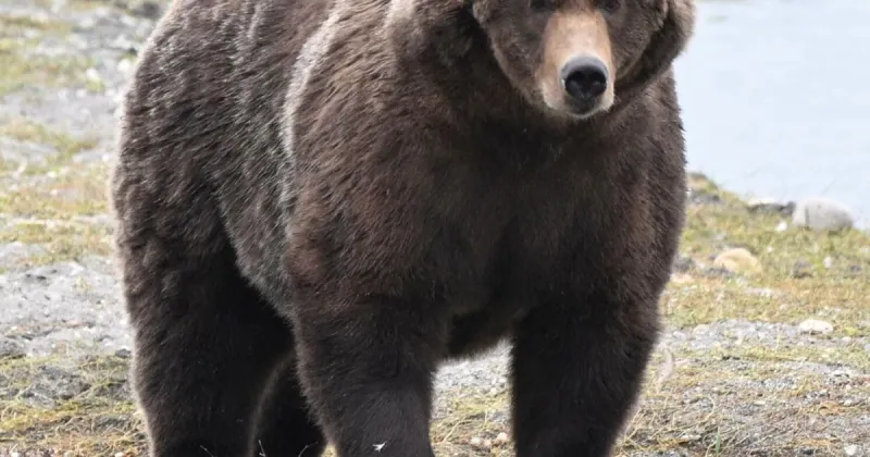 The final showdown of Alaska's Fat Bear Week comes down to heavyweights Bear 910 and Backpack