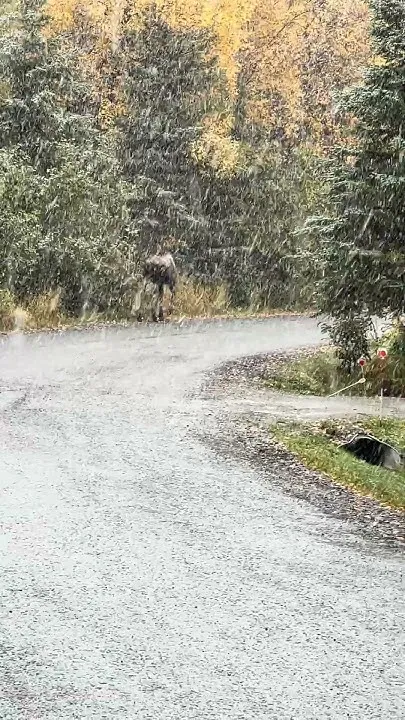 Love is in the air  #Alaska #Moose  (Video)