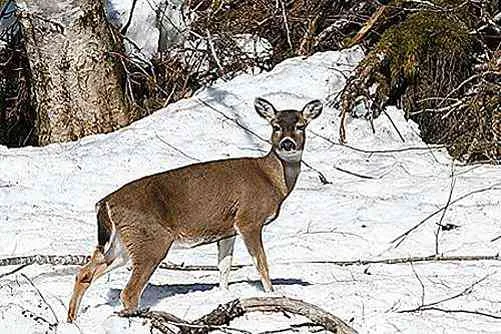 Additional Deer Released on Kenai Peninsula; Fawns Produced from 2025 Effort