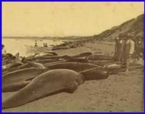This Day in Alaska History-October 7th, 1914