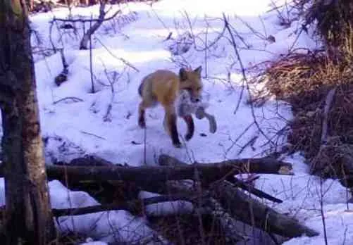 Time capsule: The secret life of a red fox family