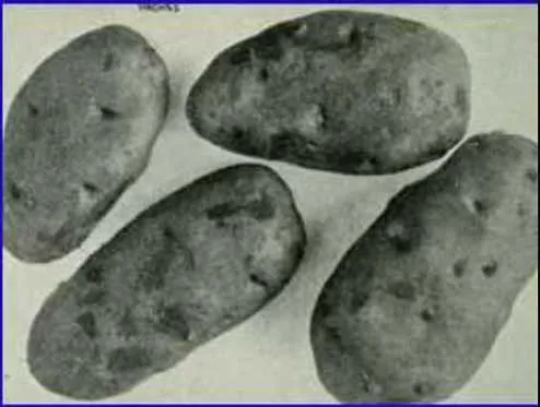 This Day in Alaska History-October 10th, 1915