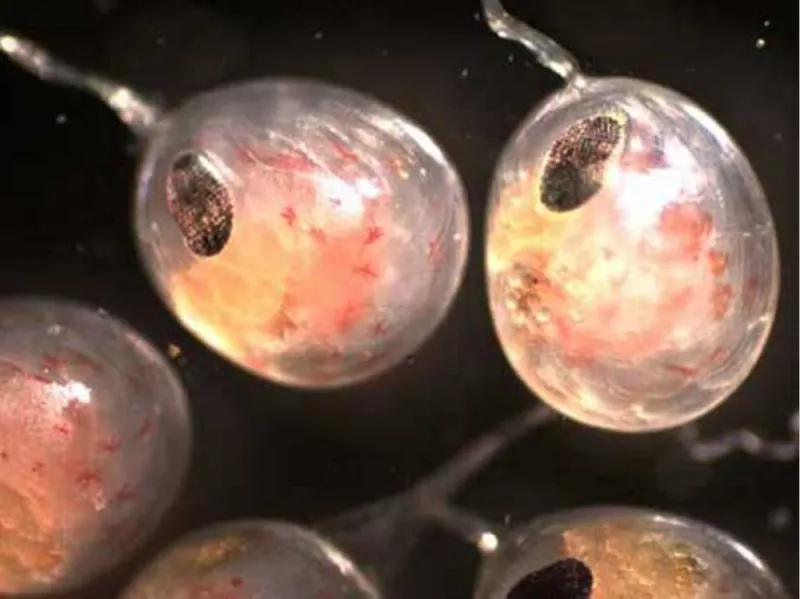 Notice of Public Hearing - Meeting on the Proposed Issuance of Private Nonprofit Hatchery Permit for Bering Sea Fisheries Research Foundation's Proposed Saint...