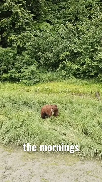 Where Can I See Bears in Alaska (Video)