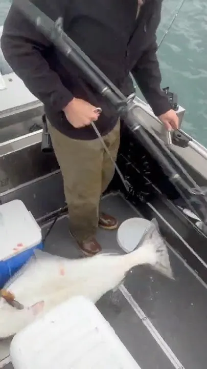 Alaska Halibut Fishing, "Are We Going to Need to Shoot It?" (Video)