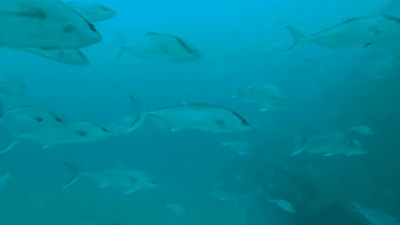 University of South Alabama study could boost Gulf fishing for greater amberjack