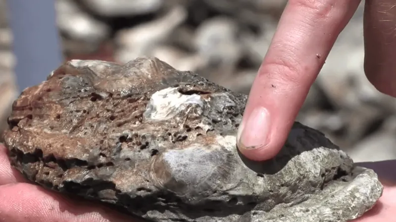 University of South Alabama tests "scare them strong" method to boost oyster reefs