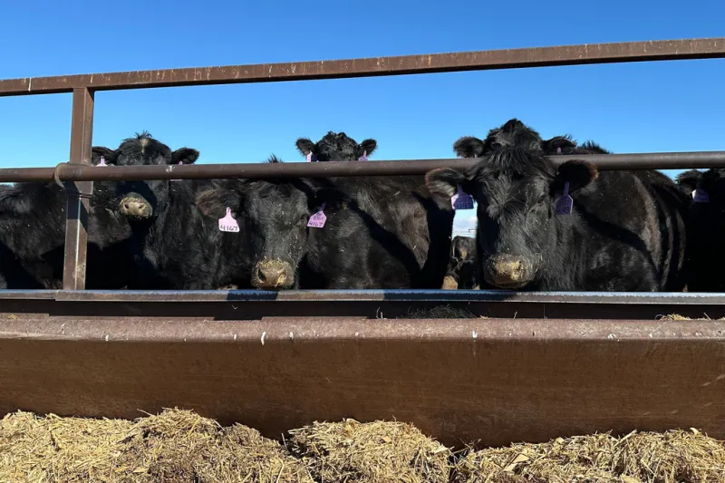 Jones, Sparks make hay of Trump's beef import decision