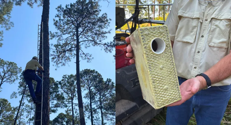 Private Lands Play Growing Role in Red-Cockaded Woodpecker Recovery