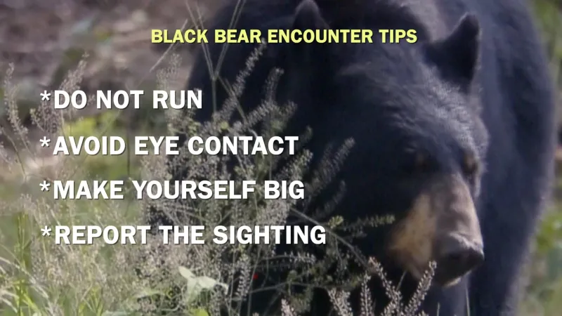 Black bear sighting in Dallas Co. sparks safety concerns