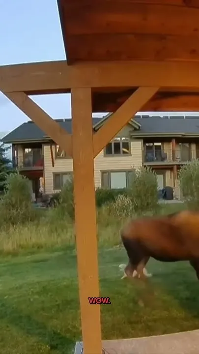 Watch: Montana woman fends off moose to protect her dogs (Video)