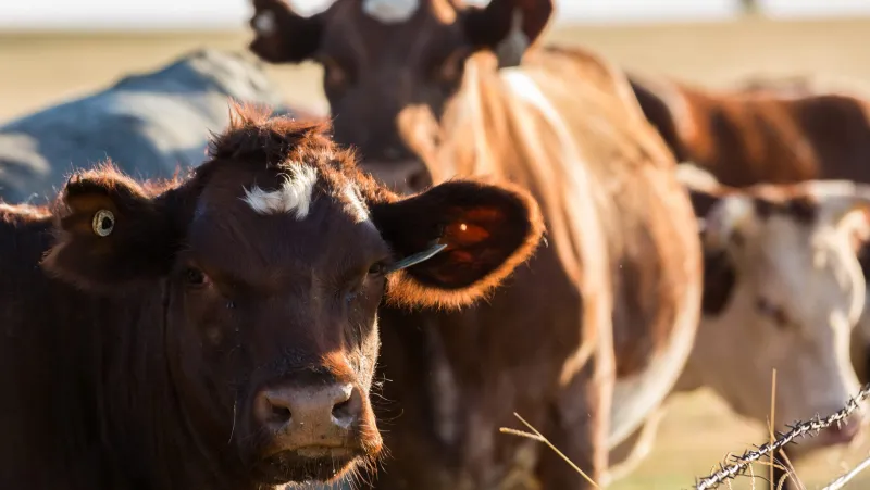 Alabama officials warn of cattle-sale scams on social media