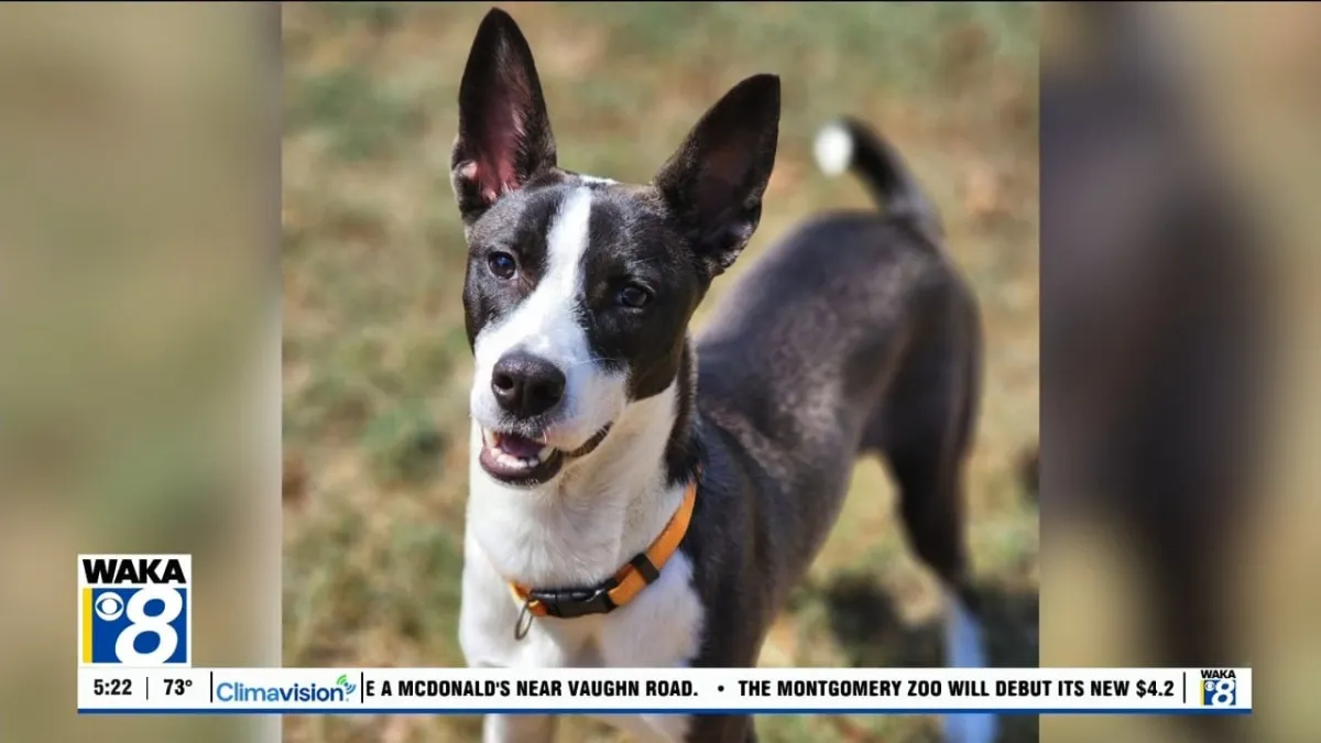 Pets of the Week: September 7 — Spot On Alabama
