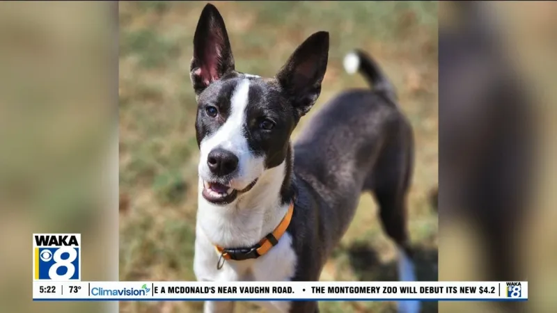 Pets of the Week: September 7