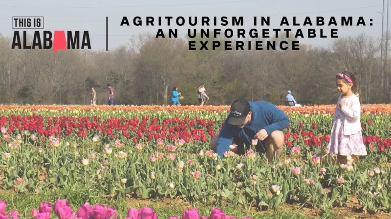 Experience Alabama farm life firsthand through agritourism