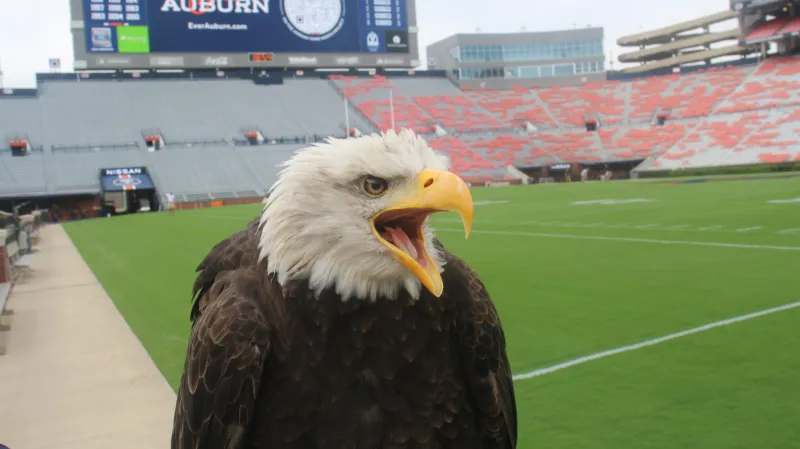 Auburn's War Eagle flight takes center stage ahead of game day