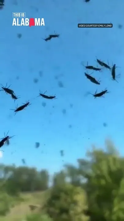 Love (bugs) are in the air (Video)