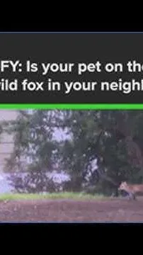 VERIFY: Is your pet on the menu for a wild fox in your neighborhood? (Video)