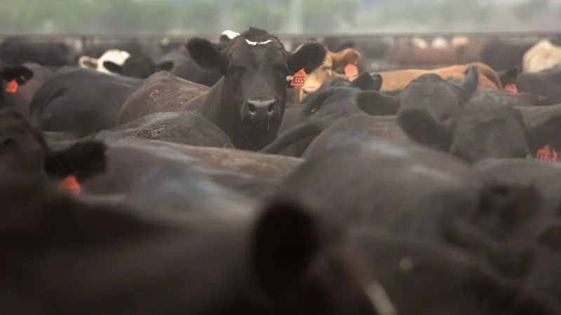 Alabama opens livestock shelters ahead of Tropical Storm Isaias as storm nears Gulf Coast