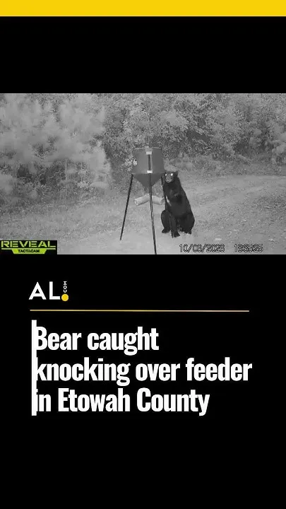 Bear caught knocking over feeder in Etowah County (Video)