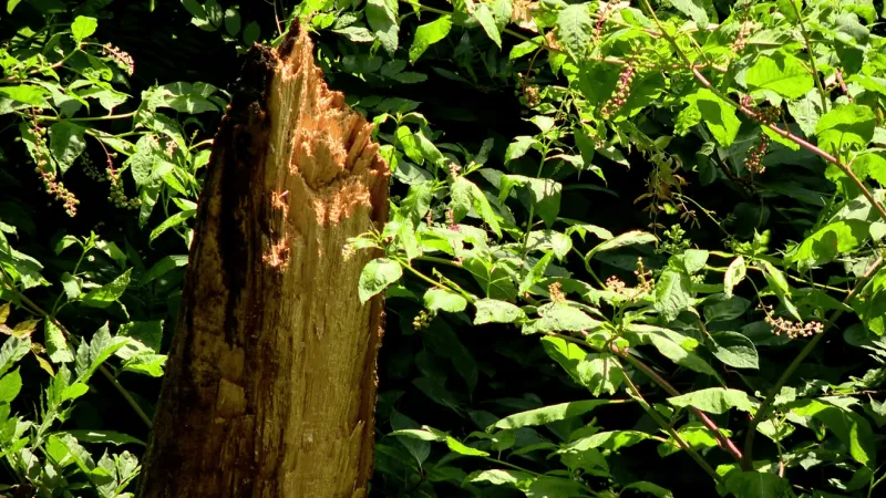 Alabama health officials warn of storm cleanup dangers ahead of Isaias
