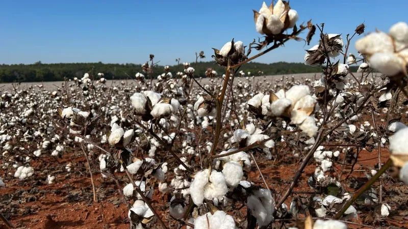 Hurricane Isaias puts Talladega cotton crop at risk