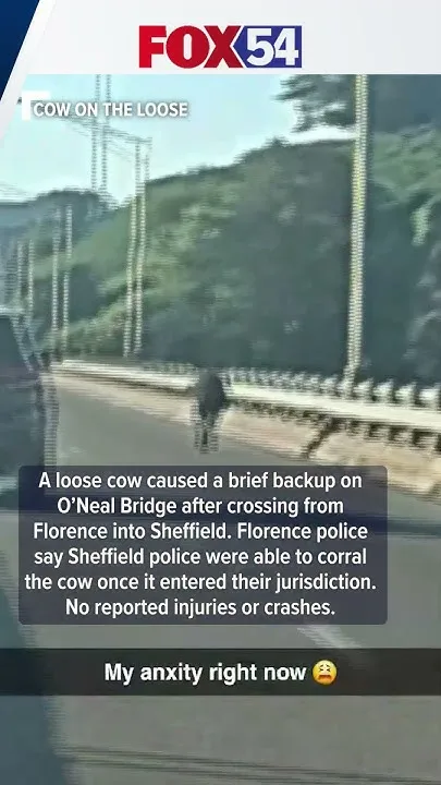 Cow sends police on wild chase (Video)
