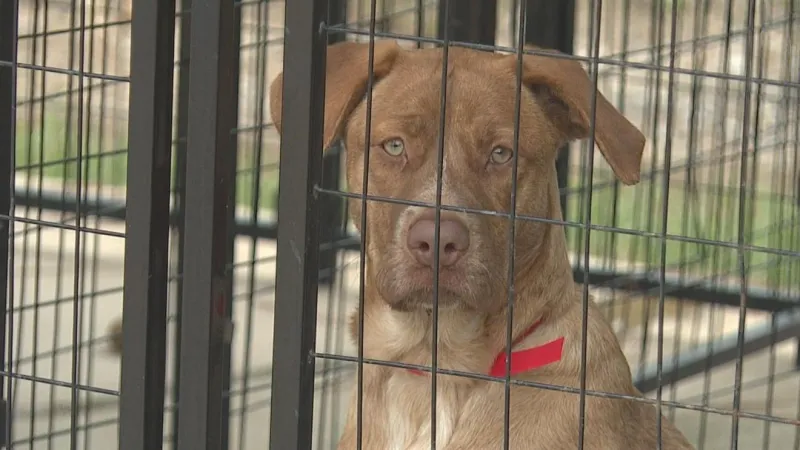 Birmingham shelter becomes emergency hub for more than 60 dogs ahead of Hurricane Isaias